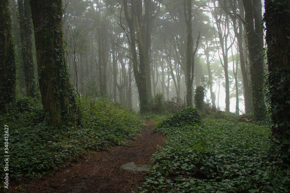Fototapeta premium Amazing wood covered with mist