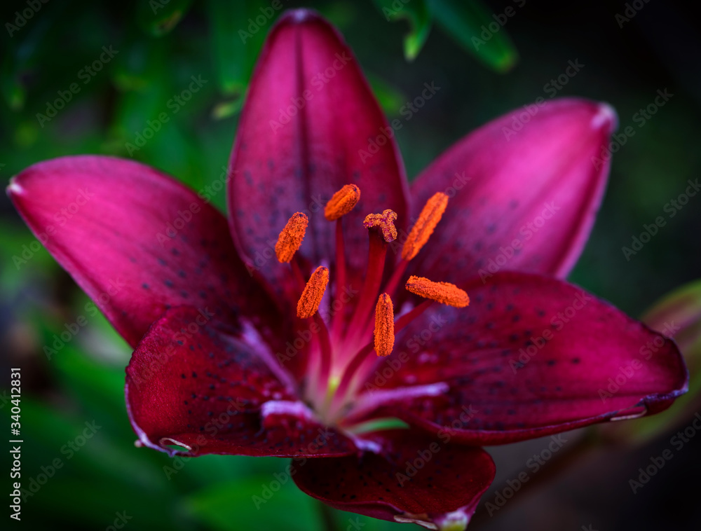 Closeup of a pistil and stamens of a red lily flower with pollen on a summer, sunny day. Selective focus (shallow depth of field). Closeup of a pistil and stamens of a red lily flower with pollen on a summer, sunny day. Selective focus (shallow depth of field).