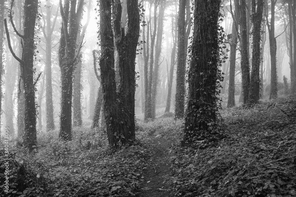 Naklejka premium Amazing wood covered with mist