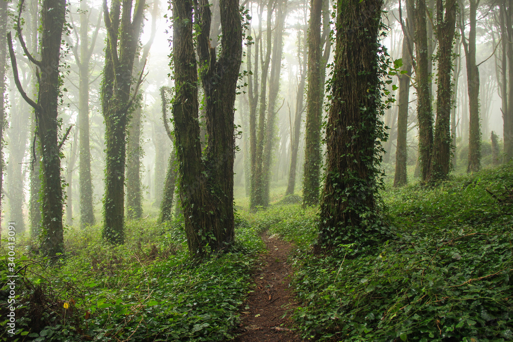 Fototapeta premium Amazing wood covered with mist