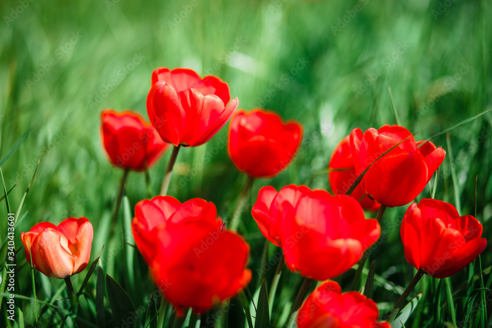 Tulips. Tulips and grass. Background of tulips. Flowers. Spring. It's red. Tulips. Tulips and grass. Background of tulips. Flowers. Spring. It's red.