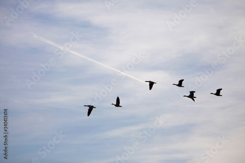 Ansares migrando en un parque natural siguiendo la estela de un avión © salvadorortola