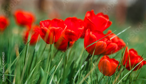 Tulips. Tulips and grass. Background of tulips. Flowers. Spring. It s red.