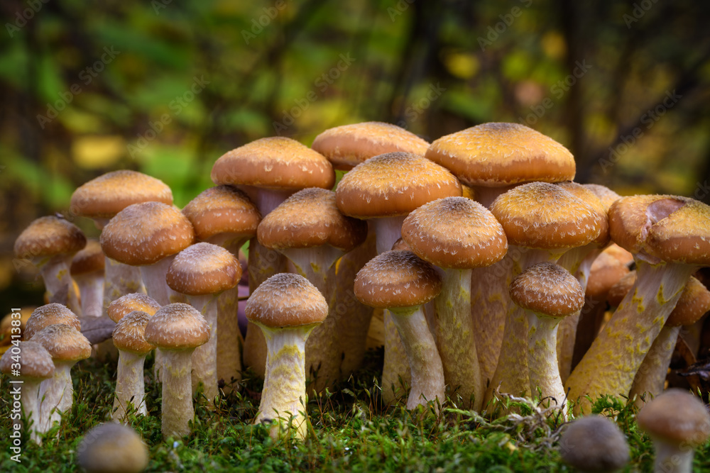 Armillaria mellea, commonly known as honey fungus - a basidiomycete fungus in the genus Armillaria (close-up). Armillaria mellea, commonly known as honey fungus - a basidiomycete fungus in the genus Armillaria (close-up).