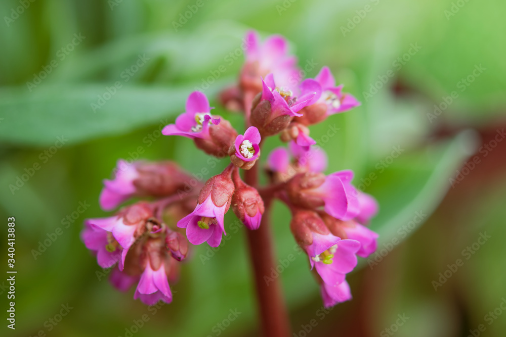 Fototapeta premium Close-up of pink flowers of a small flower in the garden. Isolated against blurred background.
