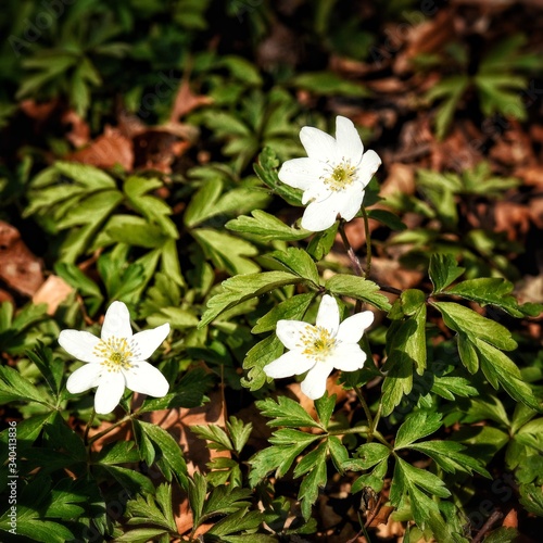 Anemone nemorosa flowers - spring in the forest
