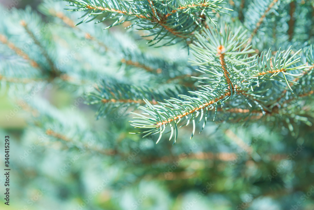 Close-up selective focus spruce tree branches with blurred background and copy space Close-up selective focus spruce tree branches with blurred background and copy space
