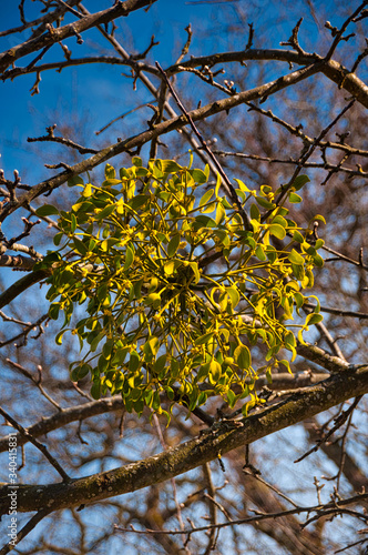 großaufnahme einer leuchtend grünen mistel auf einem baum im frühling  unter blauem himmel