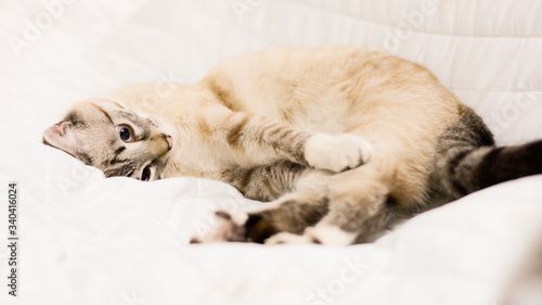 Fototapeta Naklejka Na Ścianę i Meble -  White stripped tabby cat cute laying down playing