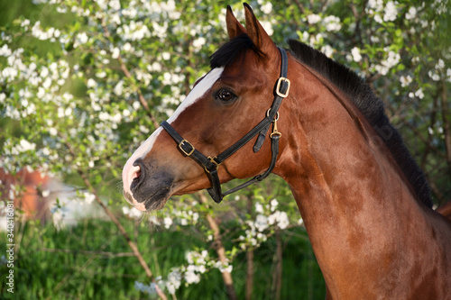 spring portrait of bay horse © anakondasp