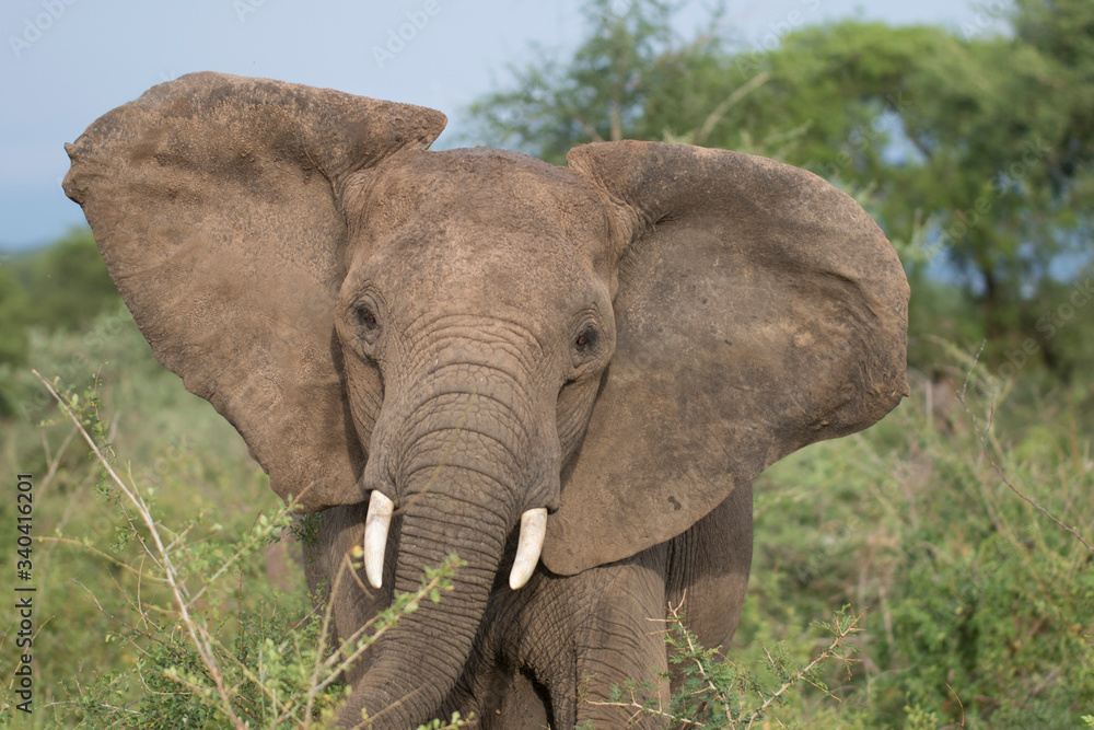 Obraz premium Afrykański wolny młody słoń mock ładowanie