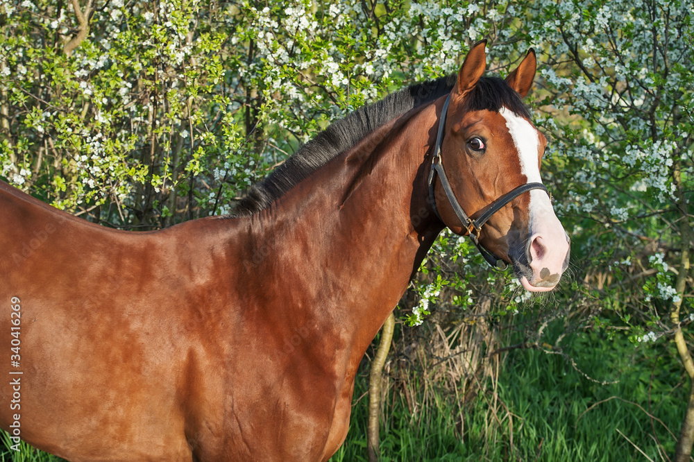 Fototapeta premium portrait of bay sportive horse near blossom tree