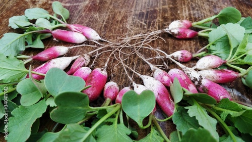 Принти на полотні Radis de jardin / potager culture au naturel - coeur