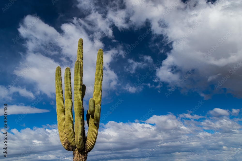 Saguaro cactus (carnegia gigantea)in Arizona's Sonoran desert. Deep blue sky and clouds in background.
