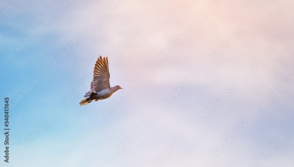 Obraz premium A bird flying against a clear blue sky, a religious concept of hope