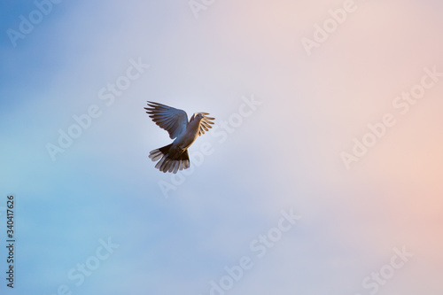 Fototapeta A bird flying against a clear blue sky, a religious concept of hope