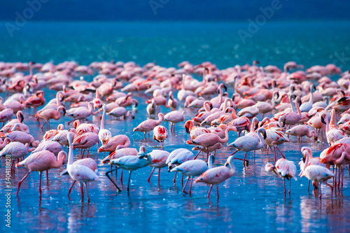 African flamingos. Group of flamingos stand in the water. Flock of flamingos on the background of blue lake. Flamingo in Kenya National Park. Birds in Lake Nakuru. Traveling on the African savannah