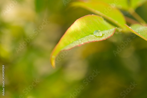 Close-up of a green leaf with a droplet of water. Reflection in the droplet. Colorful background