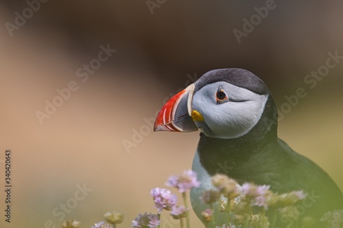 Atlantic Puffin - Fratercula arctica, also known as the common puffin, is a species of seabird in the auk family. his puffin has a black crown and back, pale grey cheek patches and white underparts. © Peter Krocka