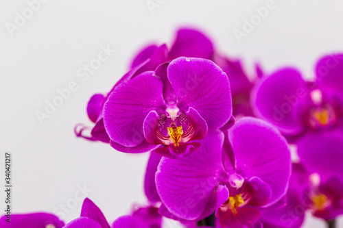 beautiful purple Phalaenopsis orchid flowers, isolated on white background. Floral tropical design element for cosmetics, perfume, beauty care products.