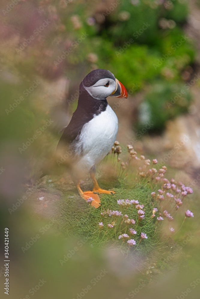 Obraz premium Close-up of a puffin, Atlantic Puffin, Puffin, Fratercula artica, artic black and white cute bird with red bill sitting on the rock, Sea bird from Iceland. Cute bird on the rock cliff