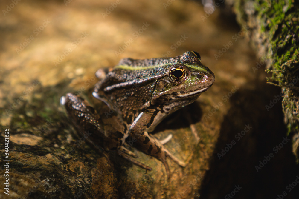 Obraz premium Grenouille