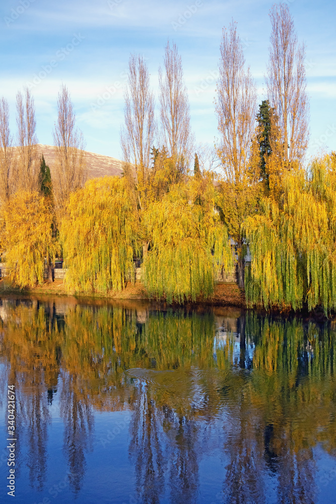 Autumn. Yellow trees of weeping willow ( Salix babylonica ) on riverside. Bosnia and Herzegovina, Trebisnjica river