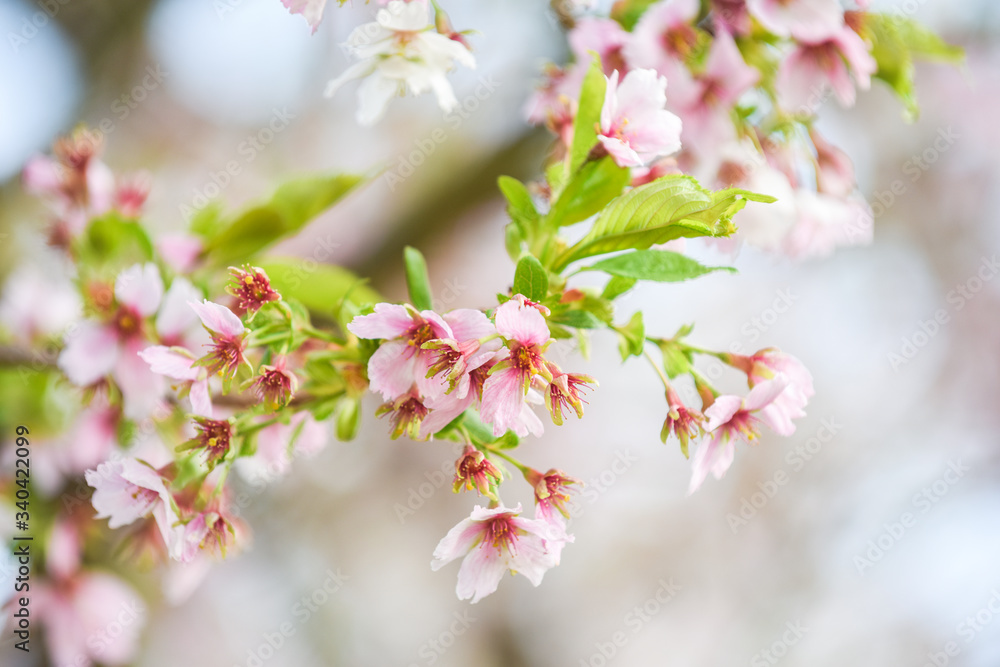 Pink and white blossom tree with detail on flowers growing