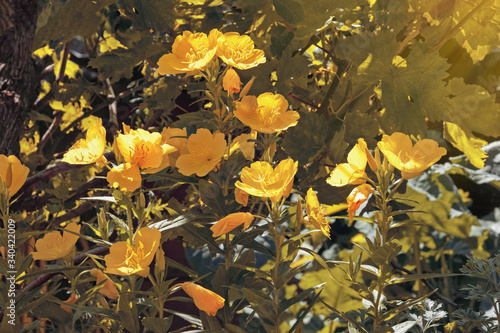 Fotografija Yellow flowers of Prairie Sundrops ( Meadow Evening Primrose, Oenothera pilosell