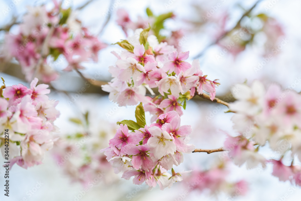 Blossom tree with pink flower petals on natural blue sky background