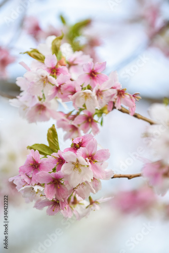 Blossom tree with pink flower petals on natural blue sky background