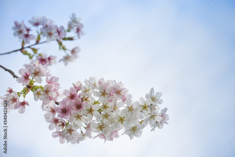 Blossom tree with pink flower petals on natural blue sky background Blossom tree with pink flower petals on natural blue sky background