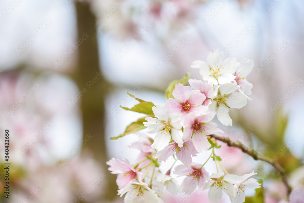Blossom tree with pink flower petals on natural blue sky background Blossom tree with pink flower petals on natural blue sky background