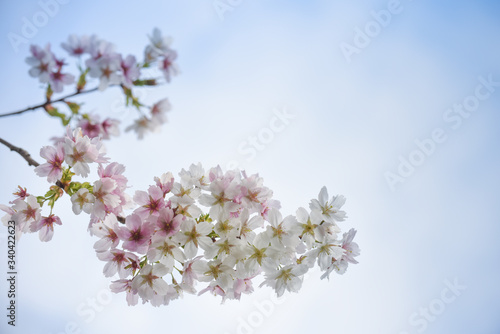 Blossom tree with pink flower petals on natural blue sky background
