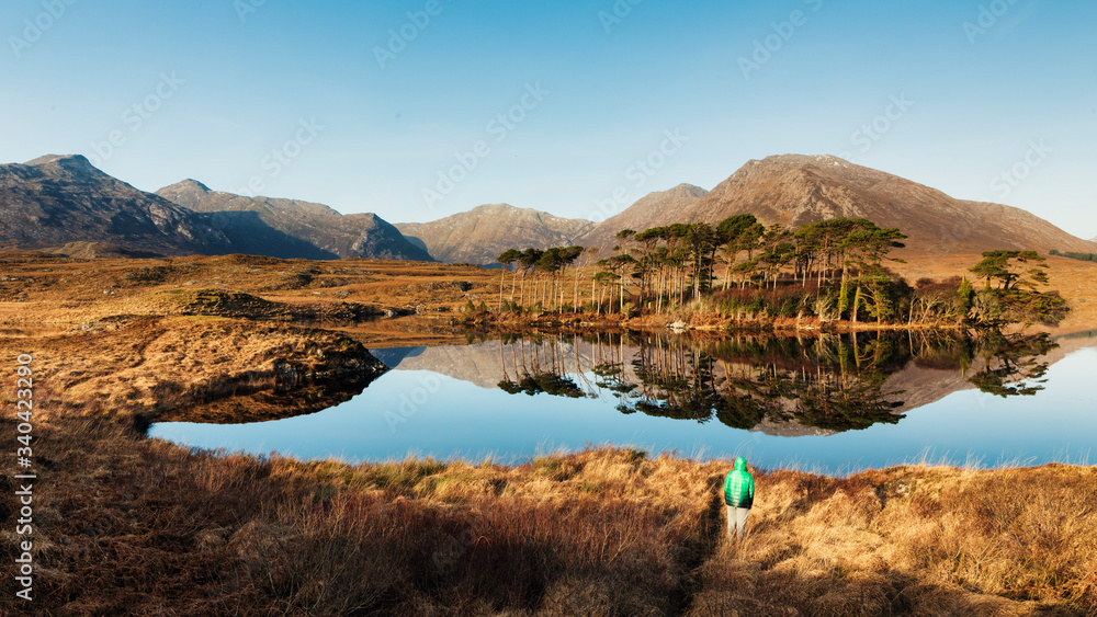 Pine trees island in the Derryclare Lake in Connemara. Ireland, panoramic view of an island on a lake Connemara with pines and mountains in background