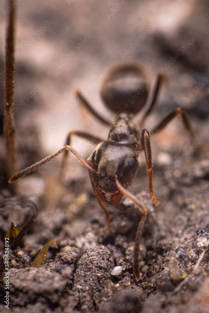 Fototapeta premium fourmi 9