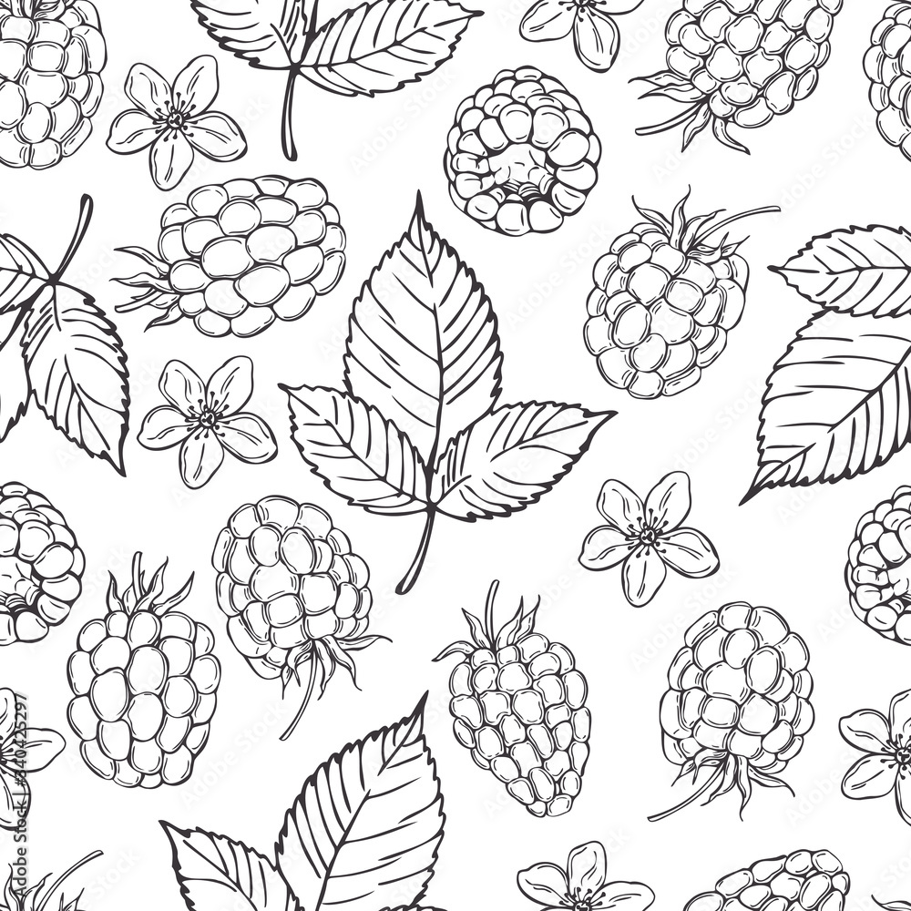 Hand drawn berry. Raspberry on white background. Vector seamless pattern Hand drawn berry. Raspberry on white background. Vector seamless pattern