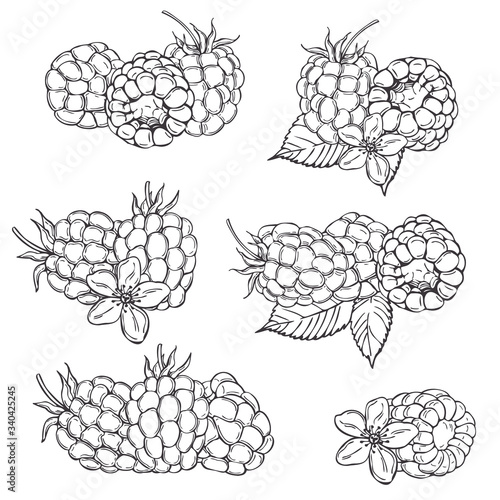 Hand drawn berry. Raspberry on white background.  Vector sketch illustration