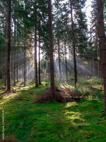  FOREST IN THE CZECH REPUBLIC WHEN SUNSET IN THE SPRING. LIGHT THROUGH BETWEEN TREES