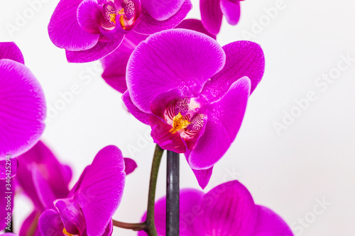 beautiful purple Phalaenopsis orchid flowers  isolated on white background. Floral tropical design element for cosmetics  perfume  beauty care products.