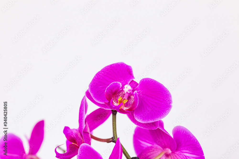Phalaenopsis yellow red stripe x hybrid Orchid flower bloom with soft focus and yellow background. Floral tropical design element for cosmetics, perfume, beauty care products. Phalaenopsis yellow red stripe x hybrid Orchid flower bloom with soft focus and yellow background. Floral tropical design element for cosmetics, perfume, beauty care products.