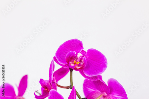Phalaenopsis yellow red stripe x hybrid Orchid flower bloom with soft focus and yellow background. Floral tropical design element for cosmetics  perfume  beauty care products.