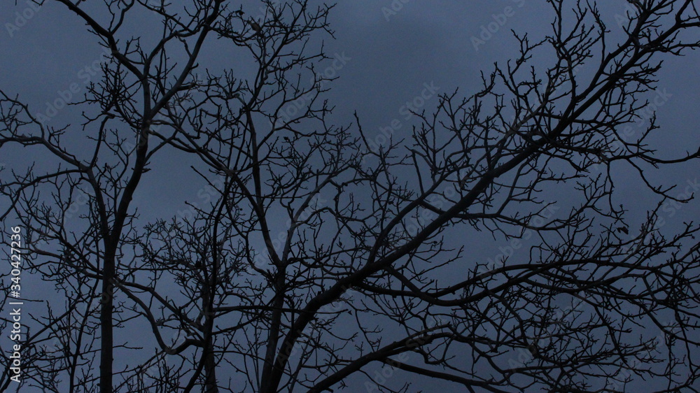 night sky with tree night sky with tree