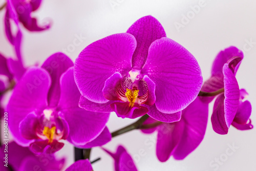 beautiful purple Phalaenopsis orchid flowers  isolated on white background. Floral tropical design element for cosmetics  perfume  beauty care products.