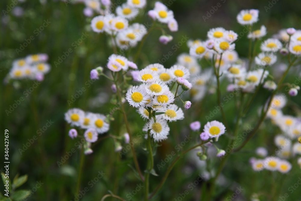 Filadelphia fleabane flowers / Asteraceae perennial plant. Filadelphia fleabane flowers / Asteraceae perennial plant.