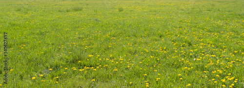 Green, saturated background strewn with dandelions. photo