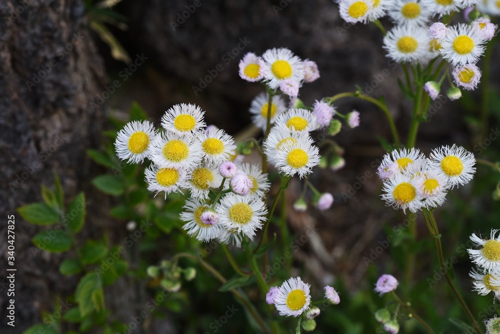 Filadelphia fleabane flowers / Asteraceae perennial plant. Filadelphia fleabane flowers / Asteraceae perennial plant.