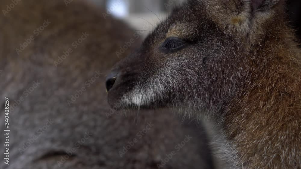 Detail to woman's hand feeding young sweet kangaroos with cabbage - close up 4k Detail to woman's hand feeding young sweet kangaroos with cabbage - close up 4k