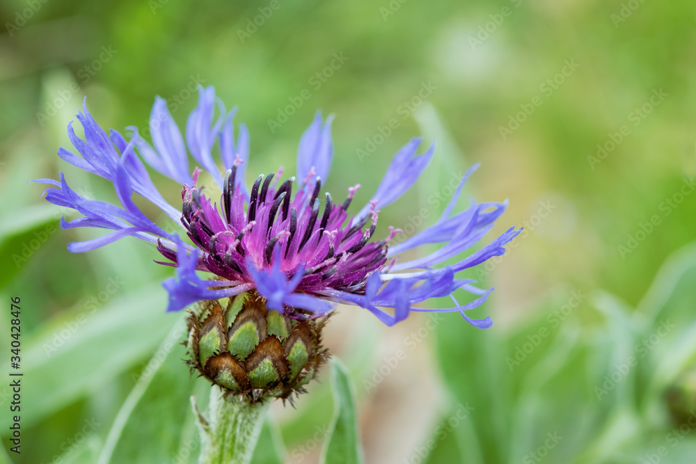 The blue flower of a cornflower is just opening. Close-up, isolated against blurred background. The blue flower of a cornflower is just opening. Close-up, isolated against blurred background.