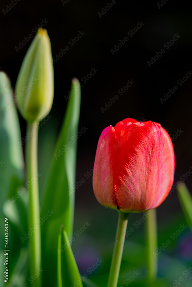 Close up of a red tulip in the garden in spring. Isolated on dark background.